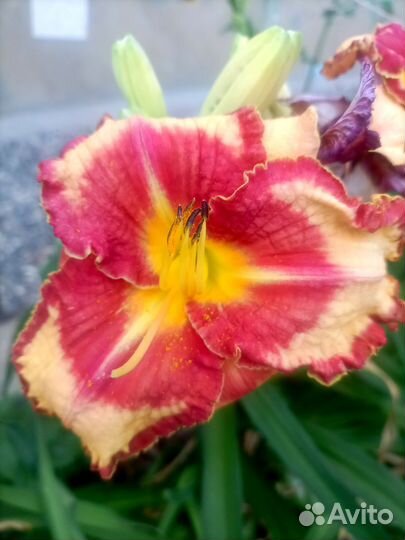 Саженцы лилейника