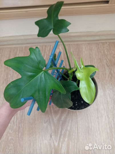 Сциндапсусы и филодендроны