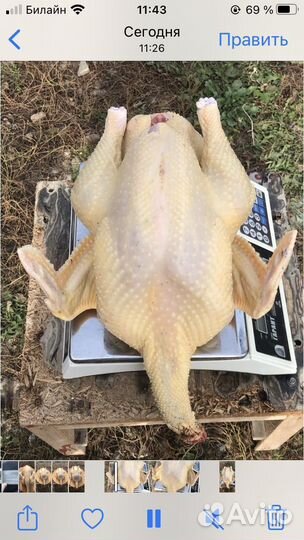 Индюки виктория северокавказская бронза