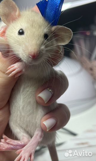 Крысята дамбо