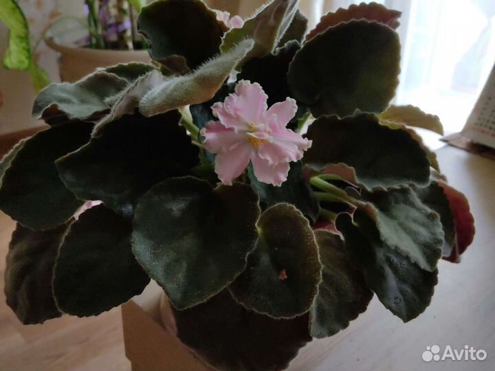 Продажа цветка фиалки