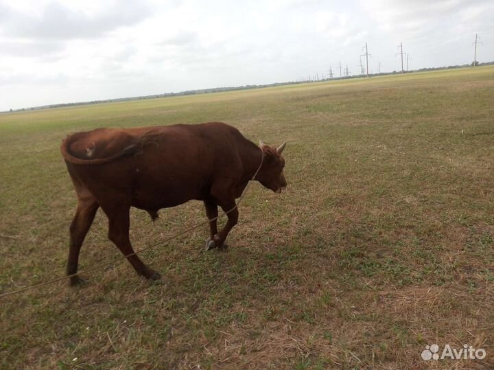 Быки на племя