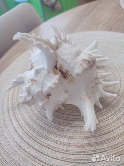 Ракушка океаническая