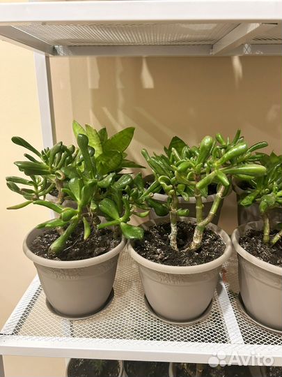 Крассула хоббит