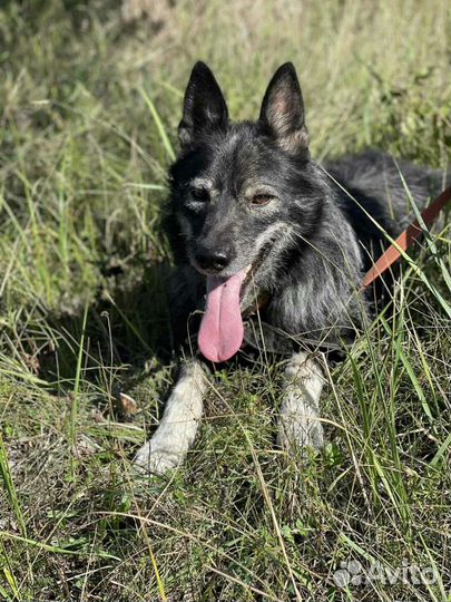 Необычный терьерчик