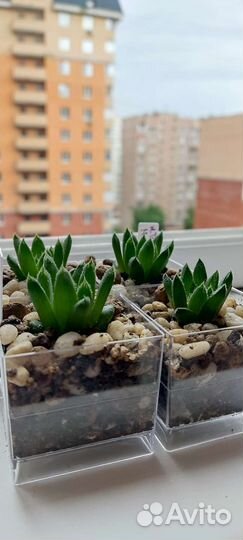 Гибриды хавортий сеянцы домашнего опыления