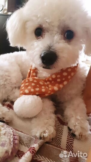 Болоньез итальянская болонка