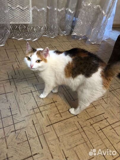 Домашние кошки