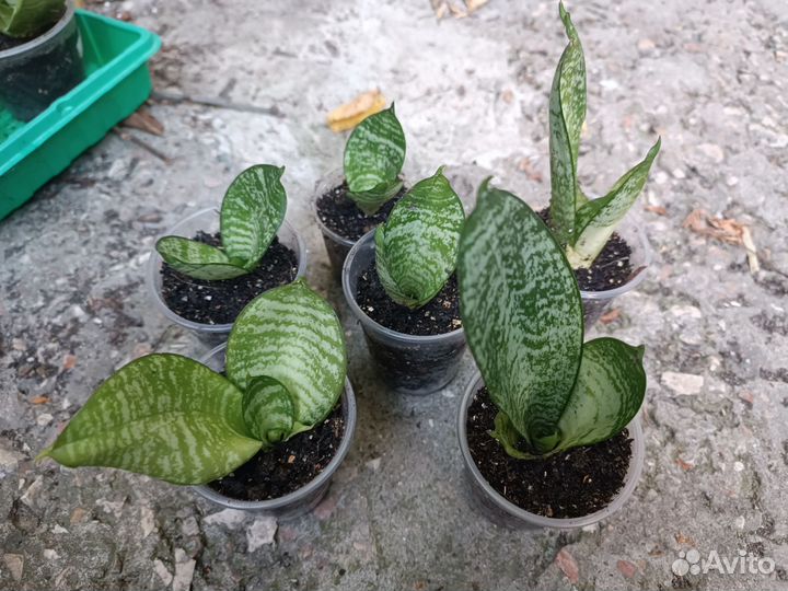 Сансевиерия/сансевьера ханни