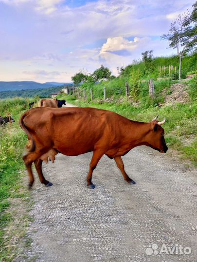 Продам корову