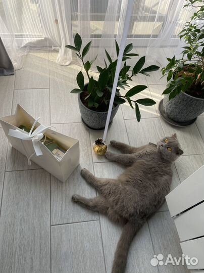 Кошечка британка