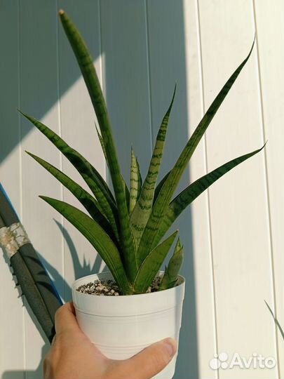 Сансевиерия Габриэла