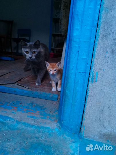 Кошка котята