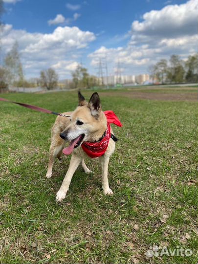 Собака из приюта. Старушка Сара