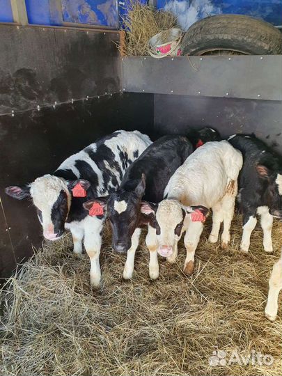 Телята бычки