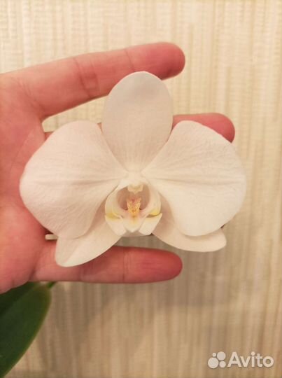 Орхидея фаленопсис