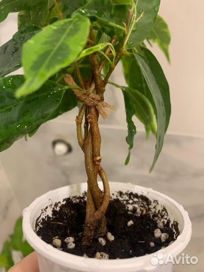 Фикус Бенджамина