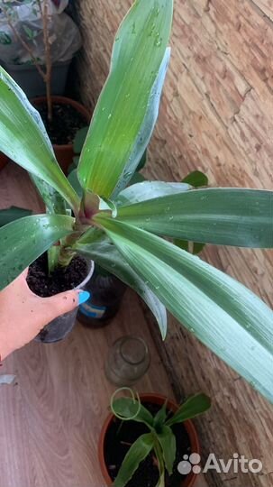 Сингониум и пеперомия