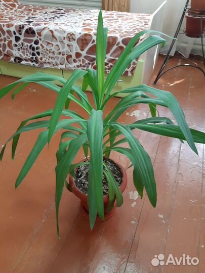 Драцена, пальма, Диффенбахия, Юкка