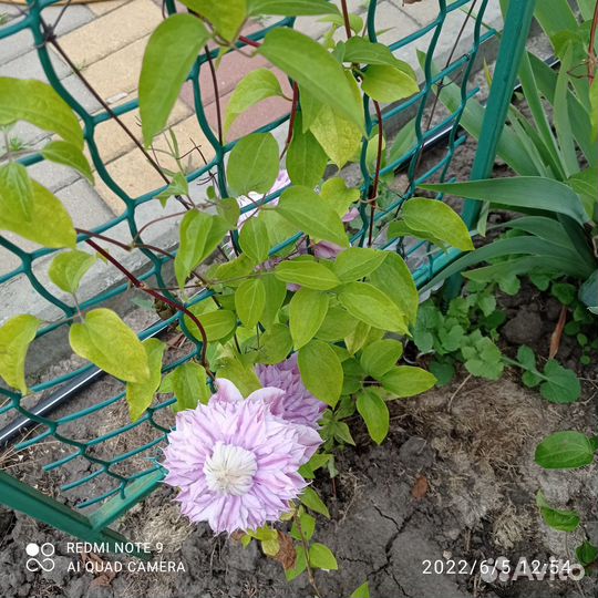 Продам клематисы