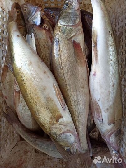 Судак свежий