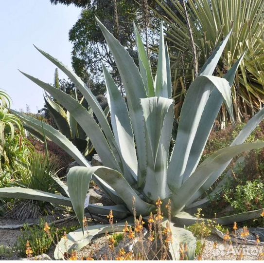 Агава голубая