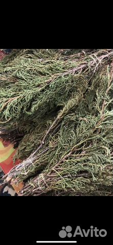 Артыш трава