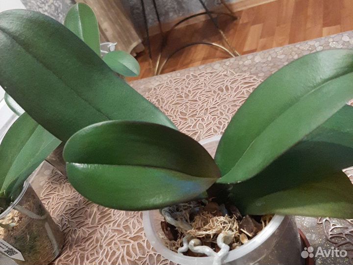 Phal. Baldan's Kaleidoscope бабочка