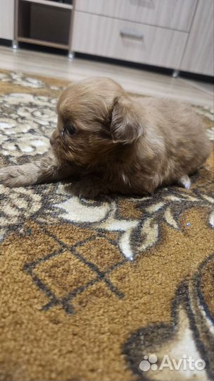 Щенки пекинеса