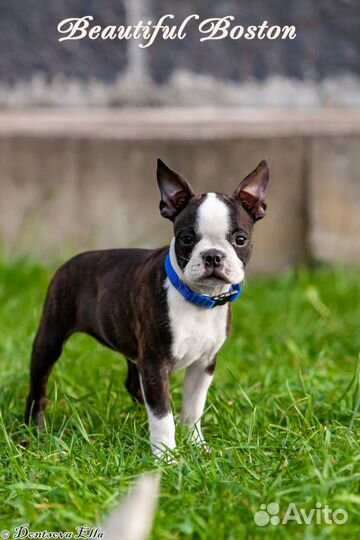 Щенки бостон терьер