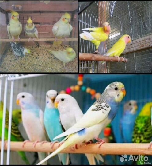 Волнистые и другие