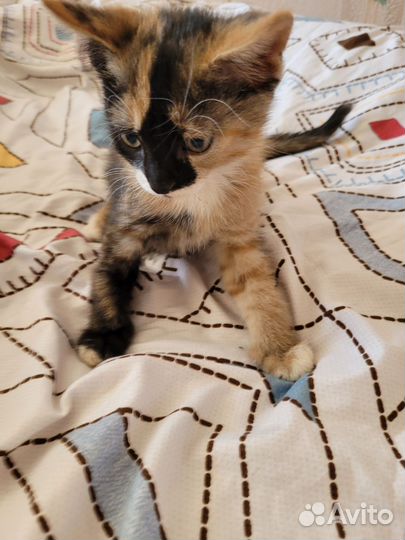 Котята