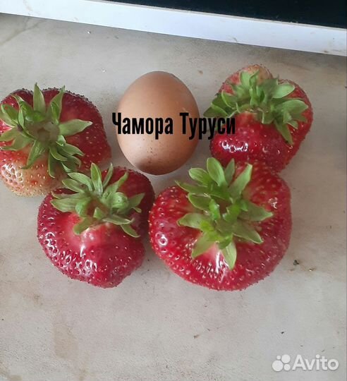 Клубника, земклуника