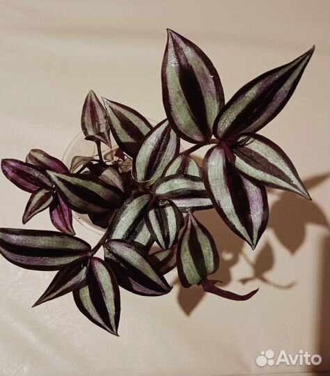 Строманта триколор, традесканция, хойя