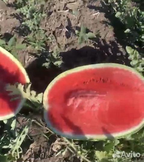 Арбуз Каристан с поля оптом