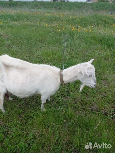 Продаю козье молоко