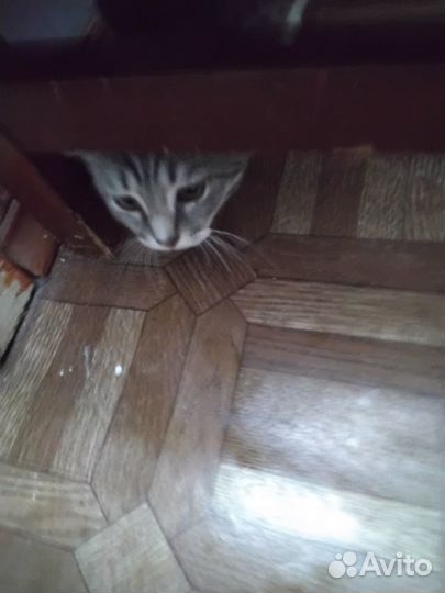 Котенок вислоухий