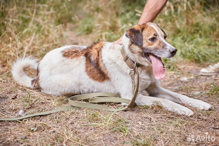 В добрые руки отличный дворовой пёс Трезор