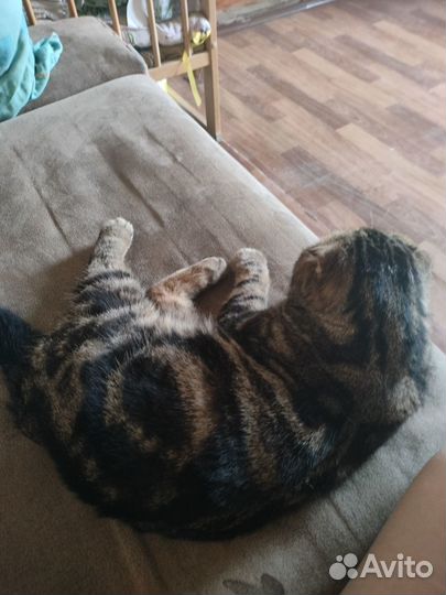 Шотландский кот вязка