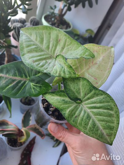 Сингониум конфетти