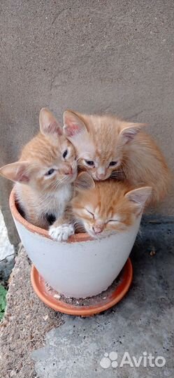 Котята в добрые руки 1 месяц
