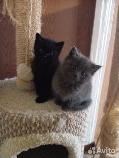 Котята в добрые руки бесплатно