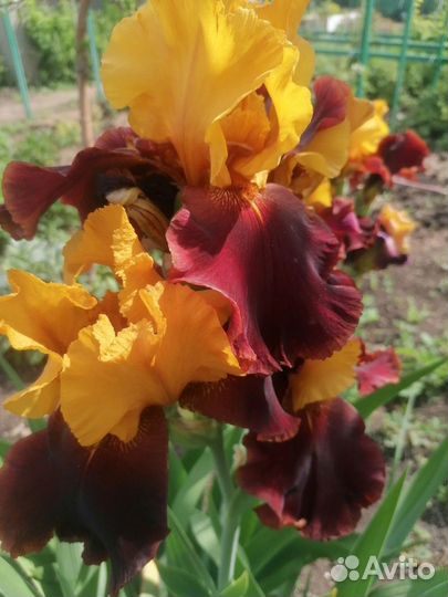 Ирис Султан Суприм