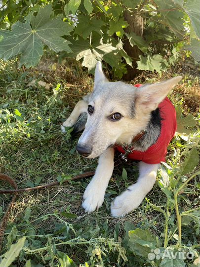 Собака метис