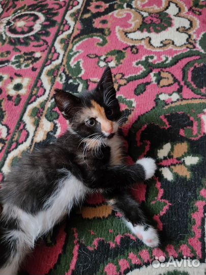 Котята 2 месяца, в добрые руки