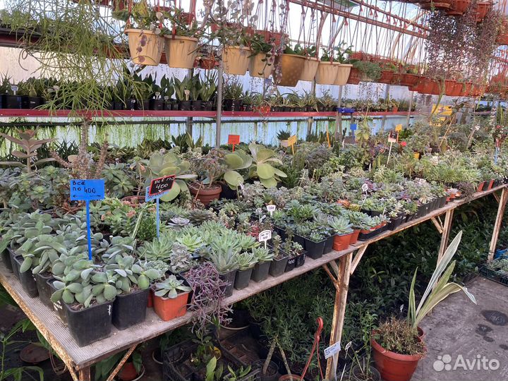 Пахифитум яйценосный из питомника растений