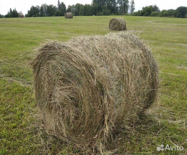 Сено в рулонах по 220 кг