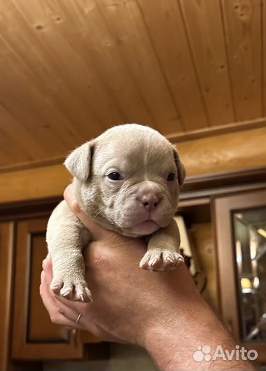 Щенки американского булли