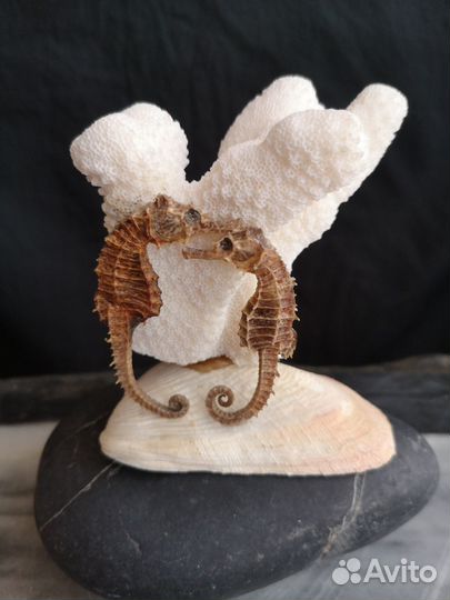 Коралы и ракушки