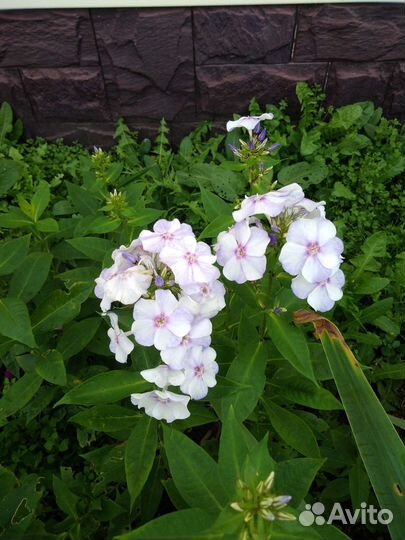 Хризантемы, флоксы